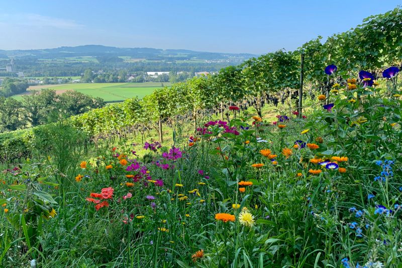 Weine Weingut Wolfer