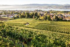 Weinregion Zürich