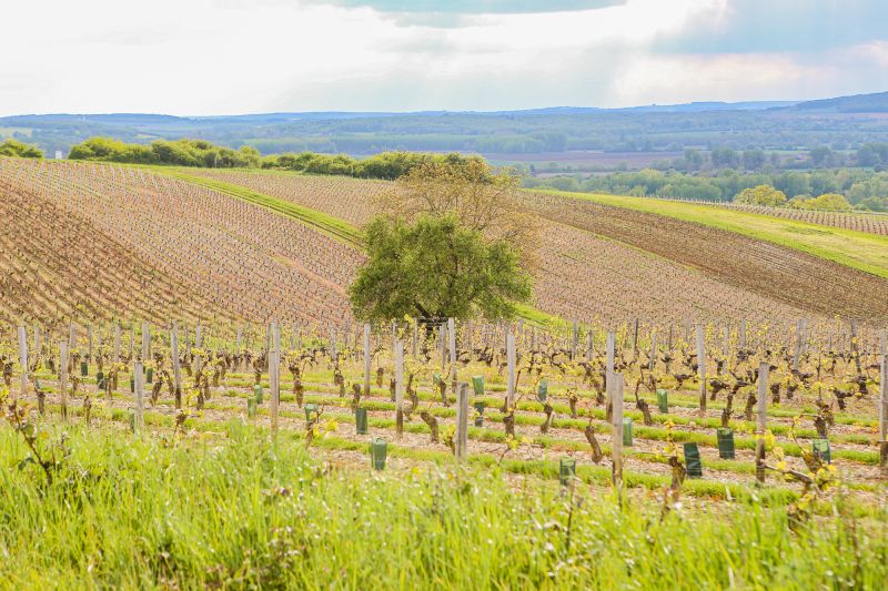 Martel Domaine Masson-Blondelet