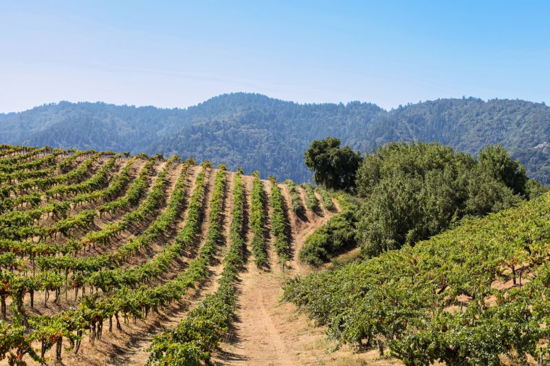 Weine Santa Cruz Mountains