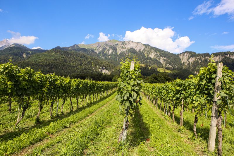 Weinregion Bündner Herrschaft