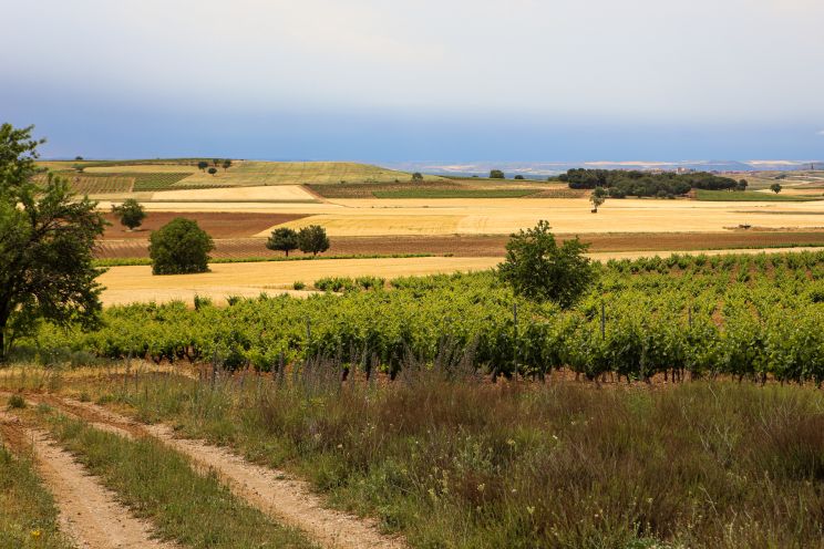 Wein Ribera del Duero