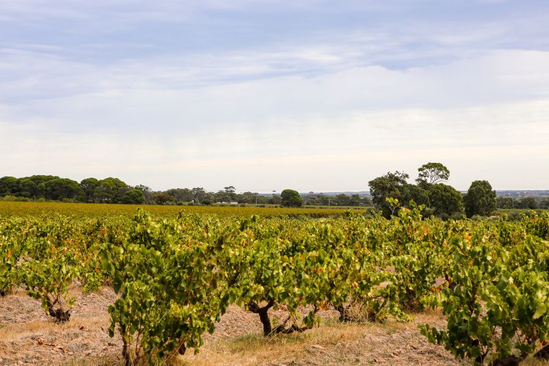 Weine Noon Winery