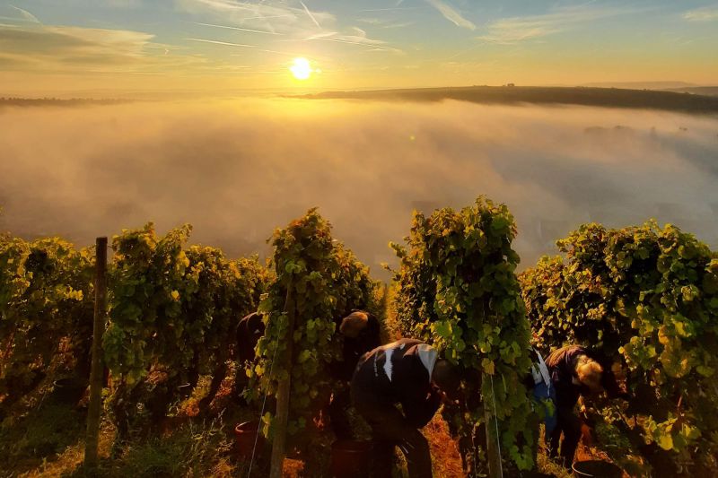 Martel Weingut Max Müller I