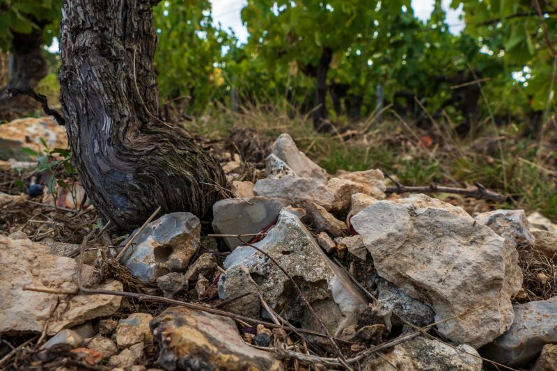 Weine Domaine Roc de l'Abbaye
