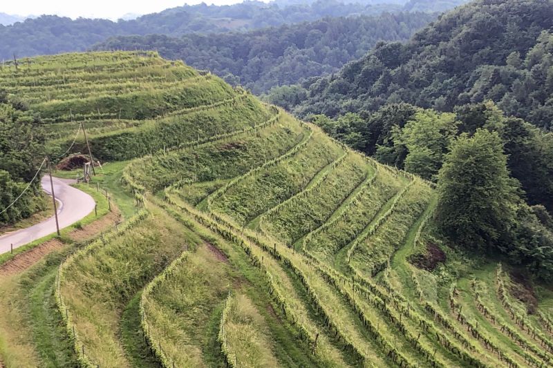 Weinregion Stajerska Slovenija