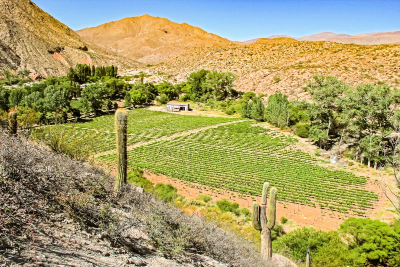 Wein Argentinien