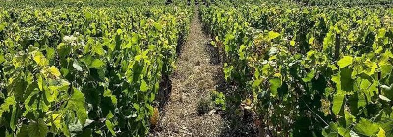Martel AG - Domaine Jérémy Arnaud