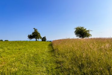 Weine aus der Region Thurgau