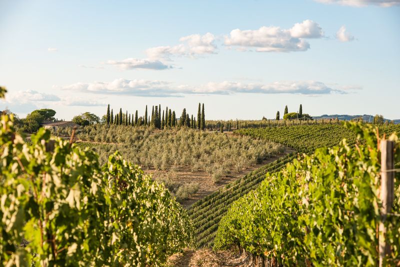 Wein Toskana