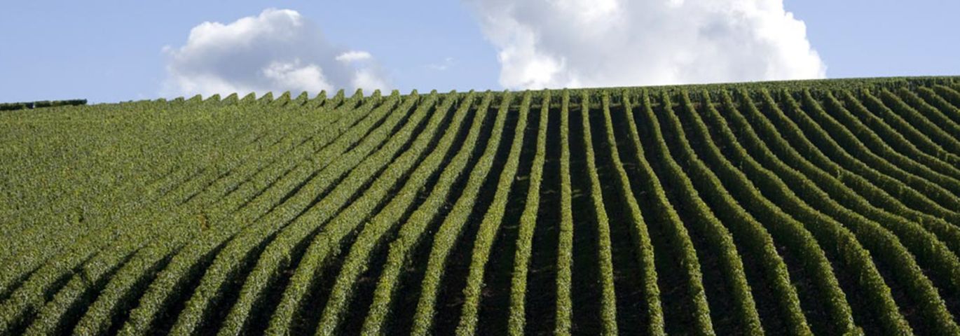 Martel AG - Domaine du Nozay