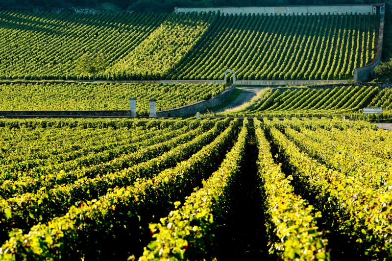 Martel Domaines Leflaive Associés