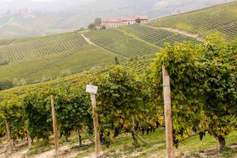 Weine aus der Region Piemont