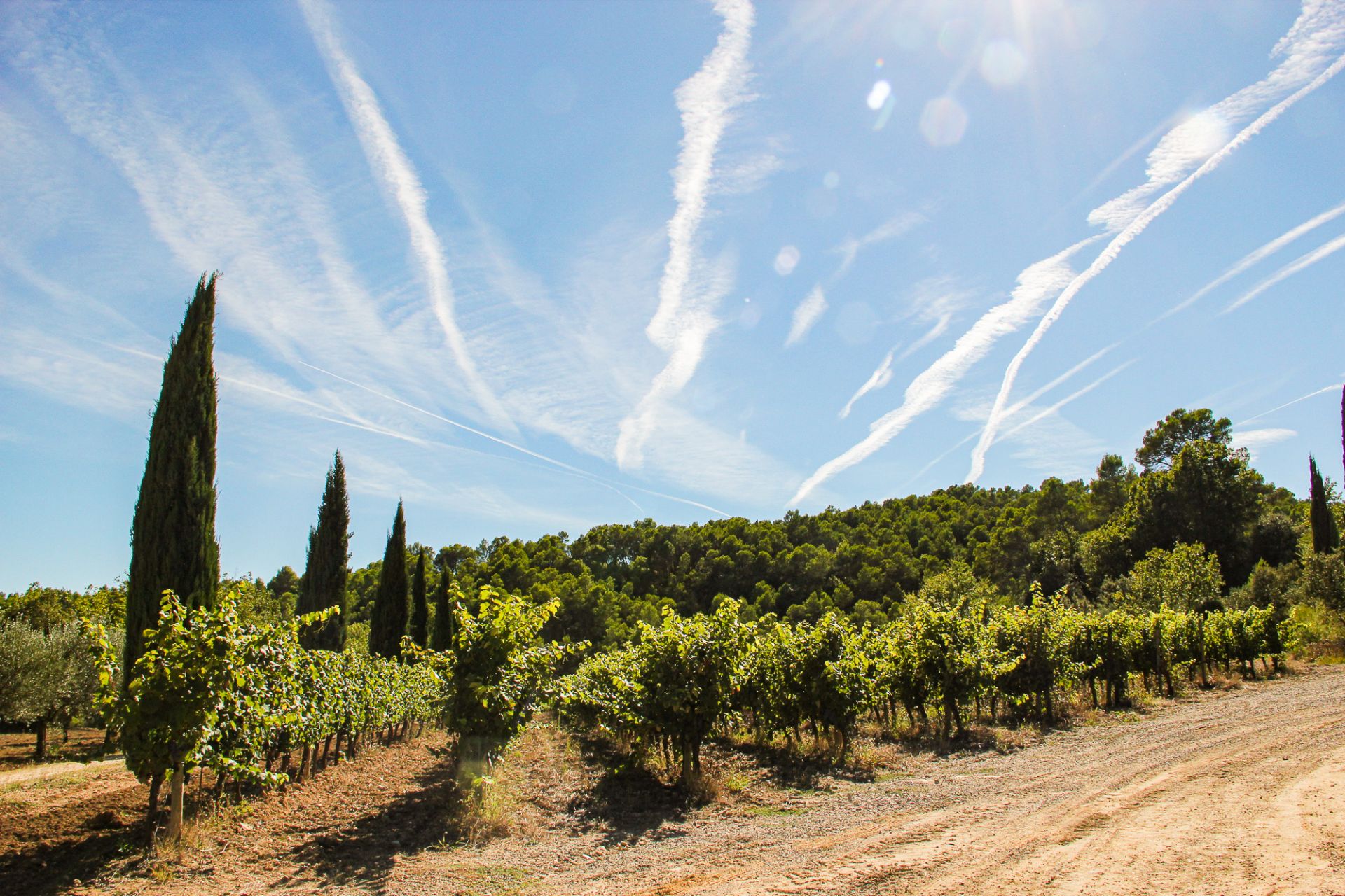 Weine Provence
