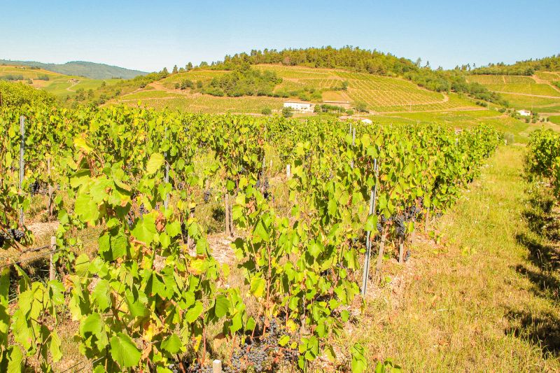 Wein Beaujolais