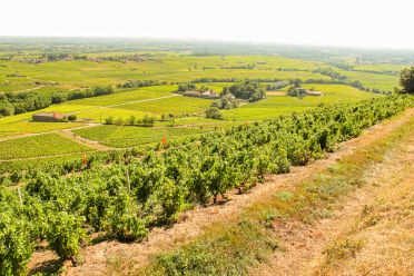 Weine Beaujolais