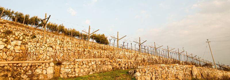 Martel AG - Tommasi