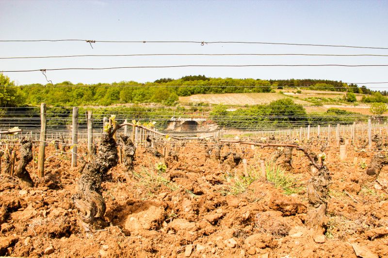 Weine Domaine G. Roumier