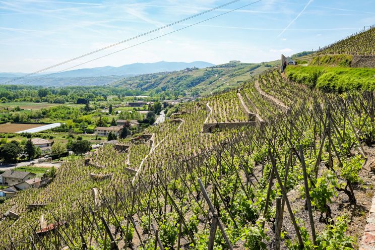 Weine aus der Region Rhône