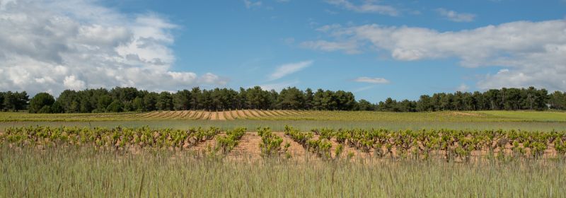 Martel AG - Corimbo - La Horra