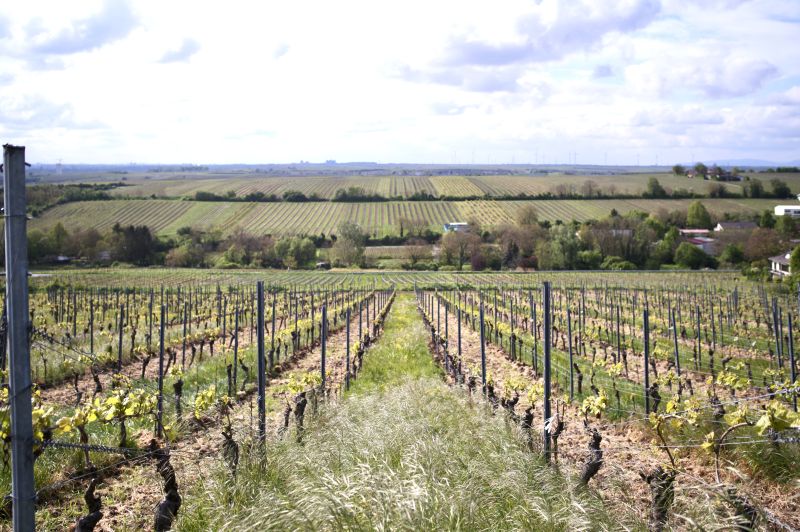 Weine Rheinhessen