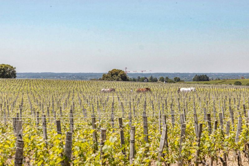Martel Château Troplong-Mondot