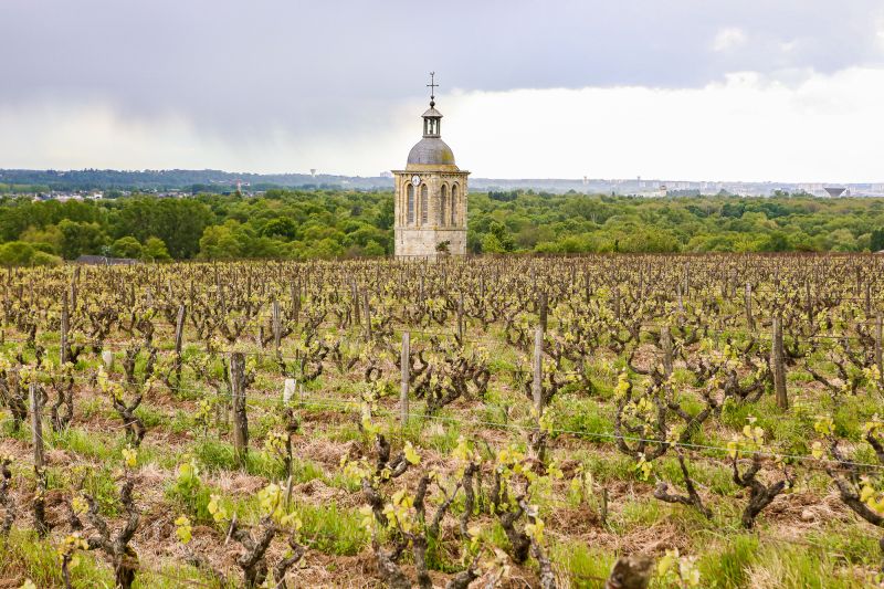 Weine aus der Region Loire