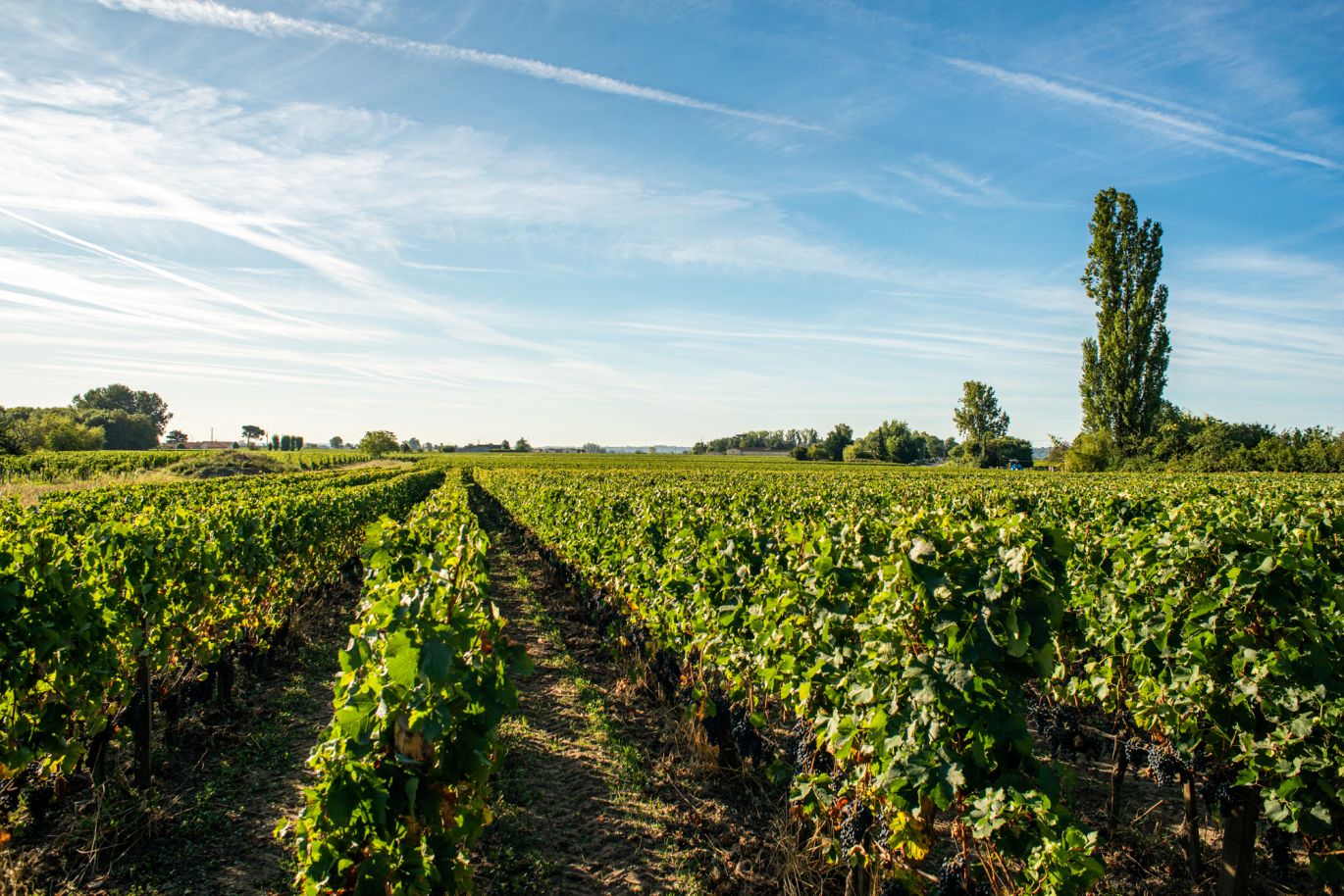 Weine aus der Region Bordeaux