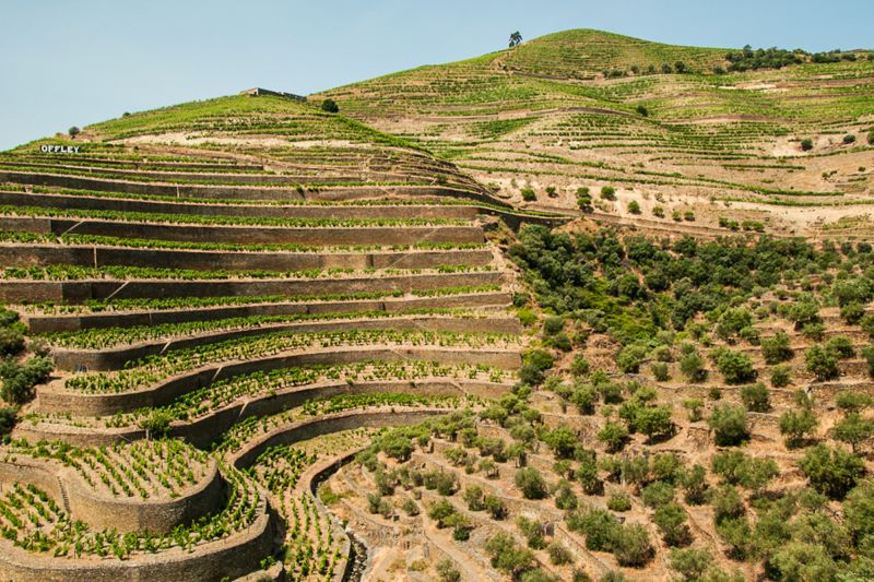 Martel Quinta da Boavista