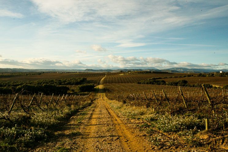 Weine aus der Region Somontano