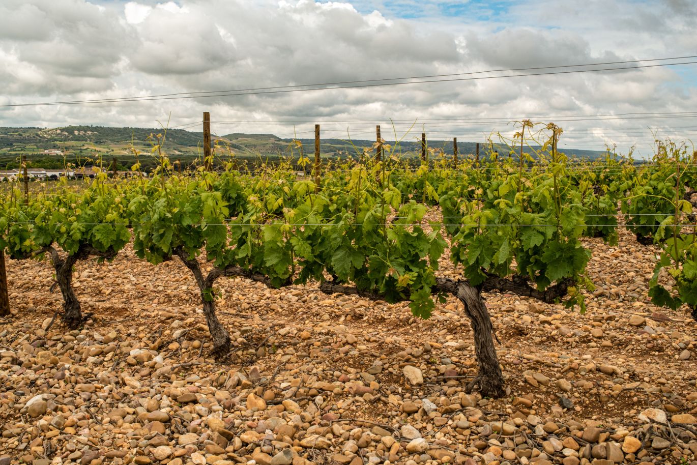 Weine aus der Region Ribera del Duero