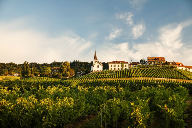 Weingut Paccot - Domaine la Colombe
