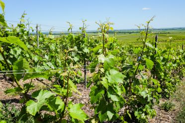 Weine aus der Region Champagne