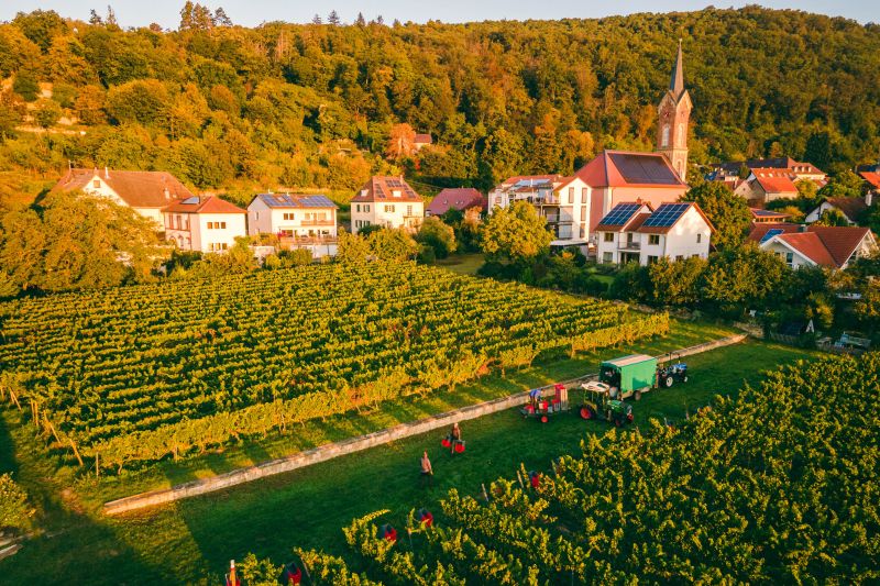 Martel Weingut Müller-Catoir