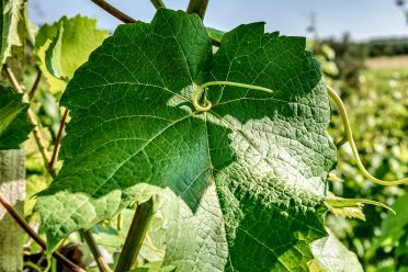 Weine aus der Region Sardinien
