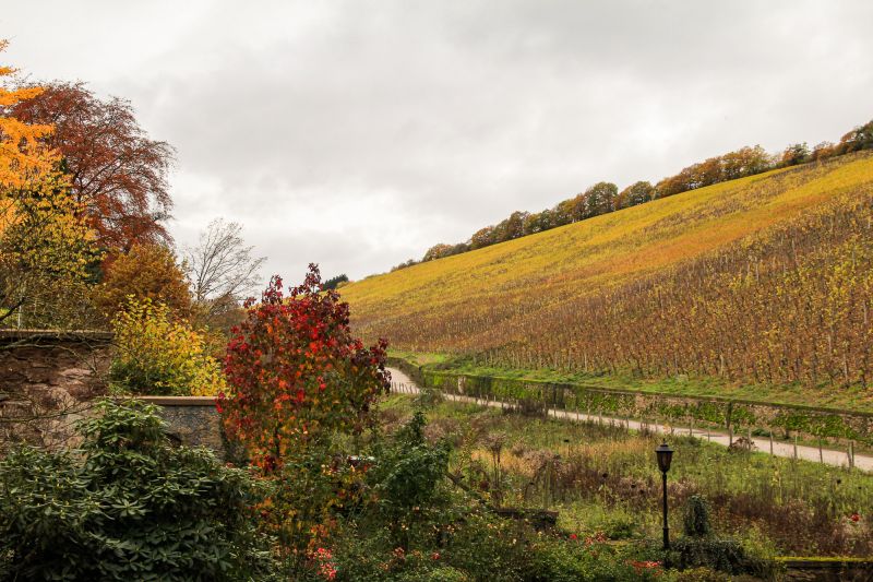Weinregion Mosel