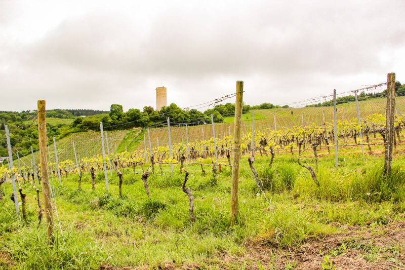 Weine Rheingau