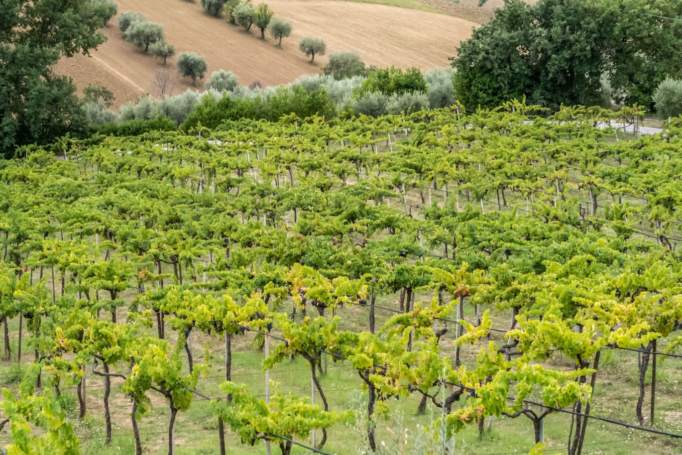 Weine aus der Region Abruzzen