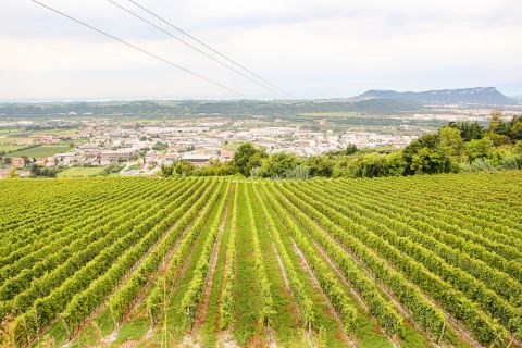 Weine aus der Region Veneto