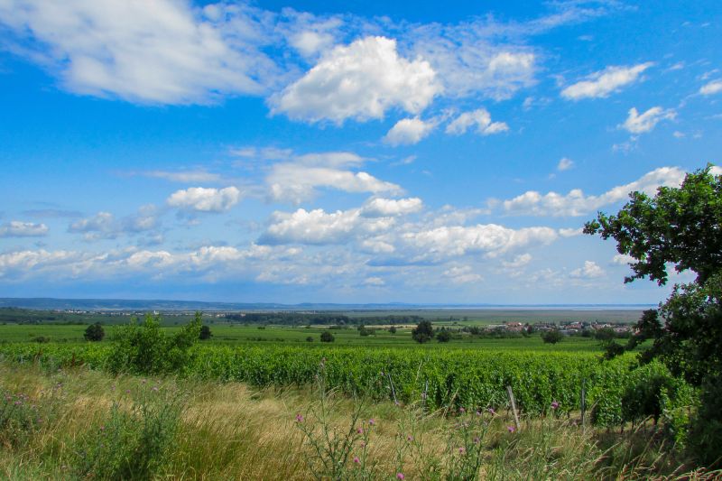 Weinregion Burgenland