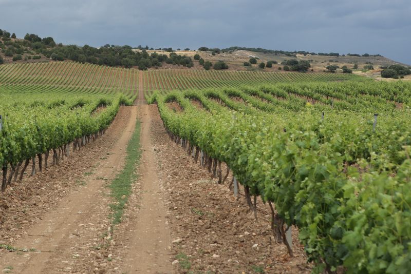 Weine aus der Region Rueda