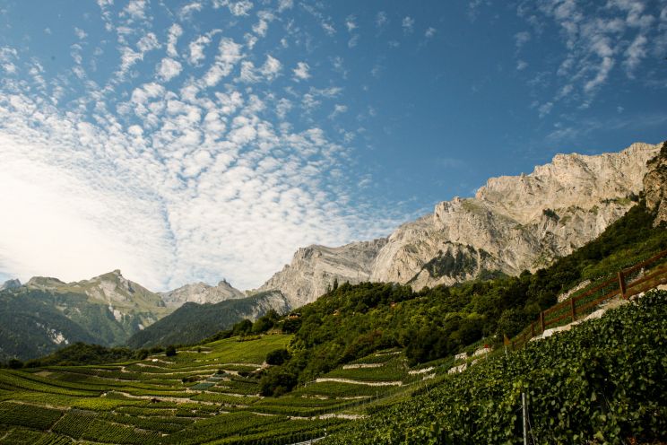 Weine aus der Region Wallis