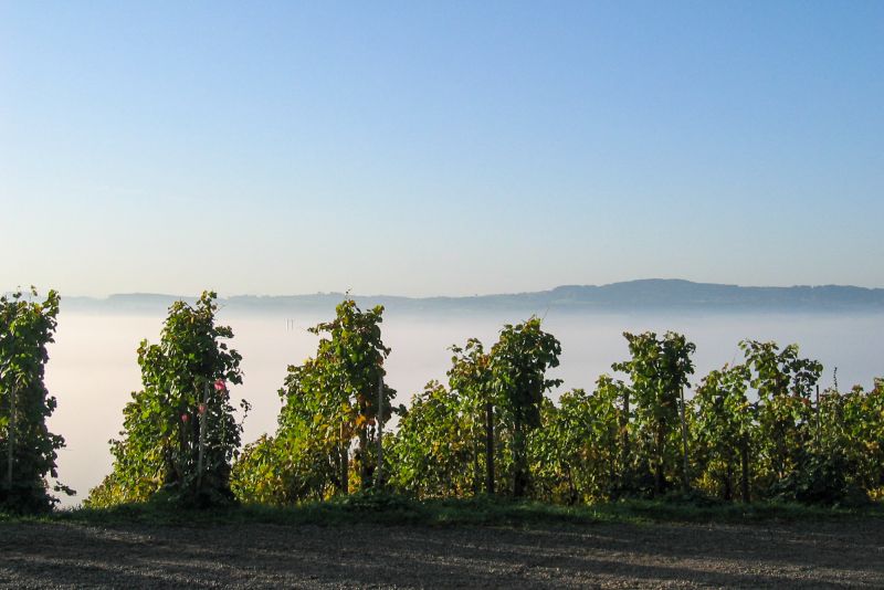 Weine aus der Region Thurgau