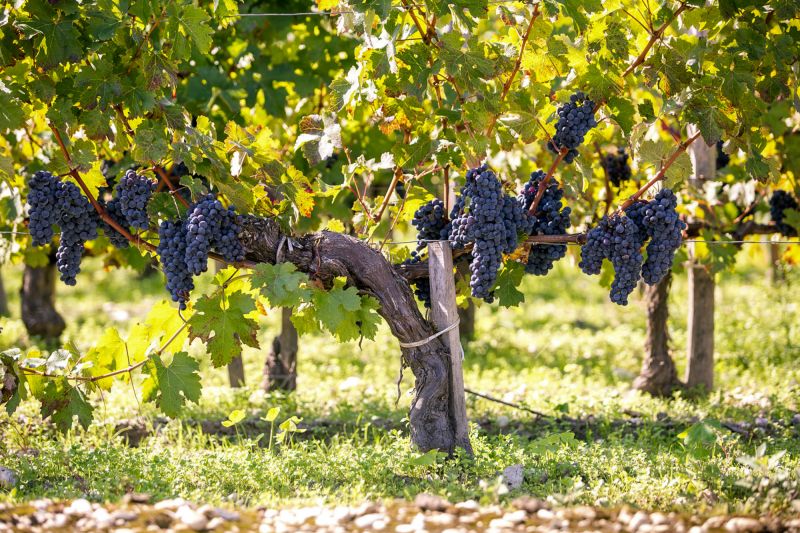 Weine Château Dutruch Grand Poujeaux