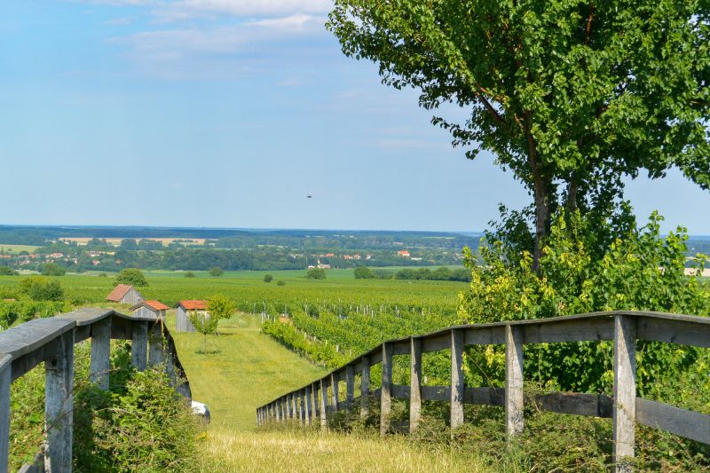 Weingut Moric - Roland Velich