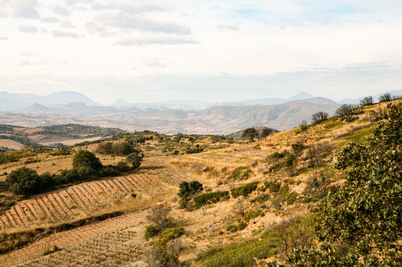 Wein Languedoc-Roussillon