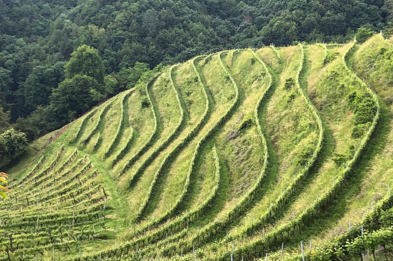 Wein Slowenien