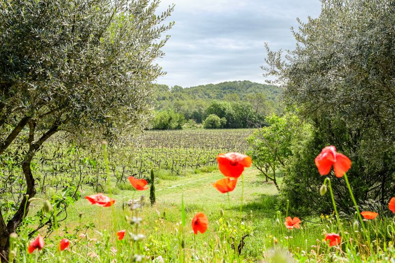 Wein Provence