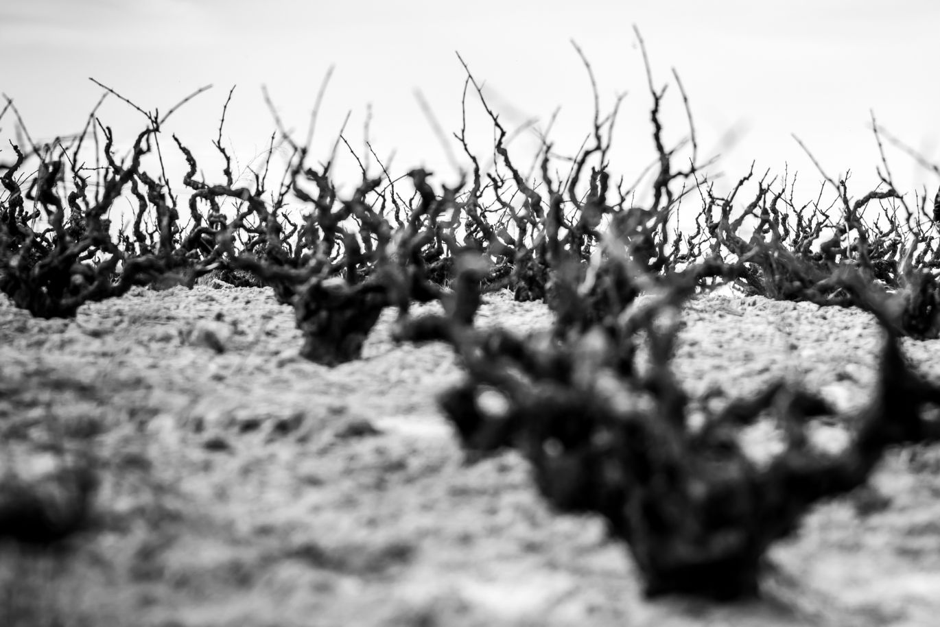 Martel Ossian Vides y Vinos