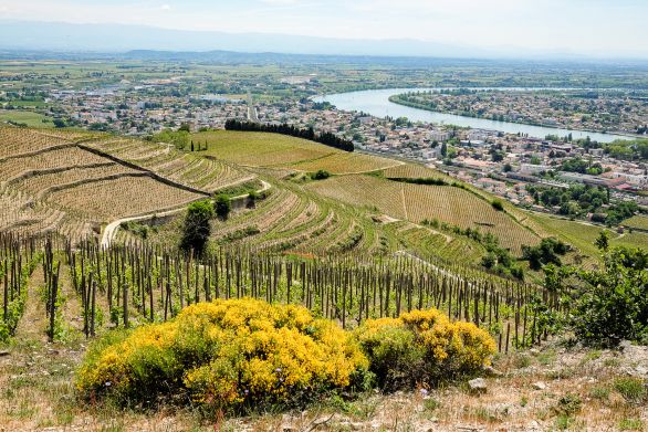 Weine nördliche Rhône